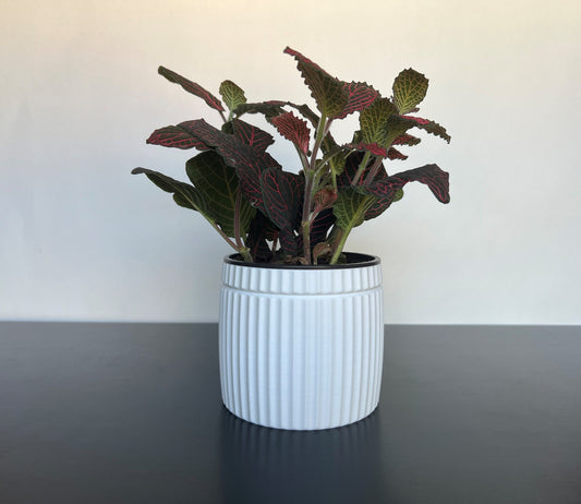 White Lined Planter Pot